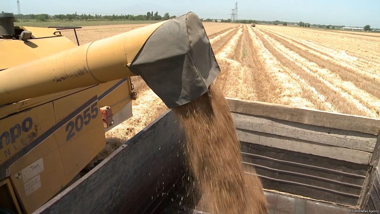 Grain harvesting continues in Azerbaijan’s Barda district (PHOTO) - Gallery Image