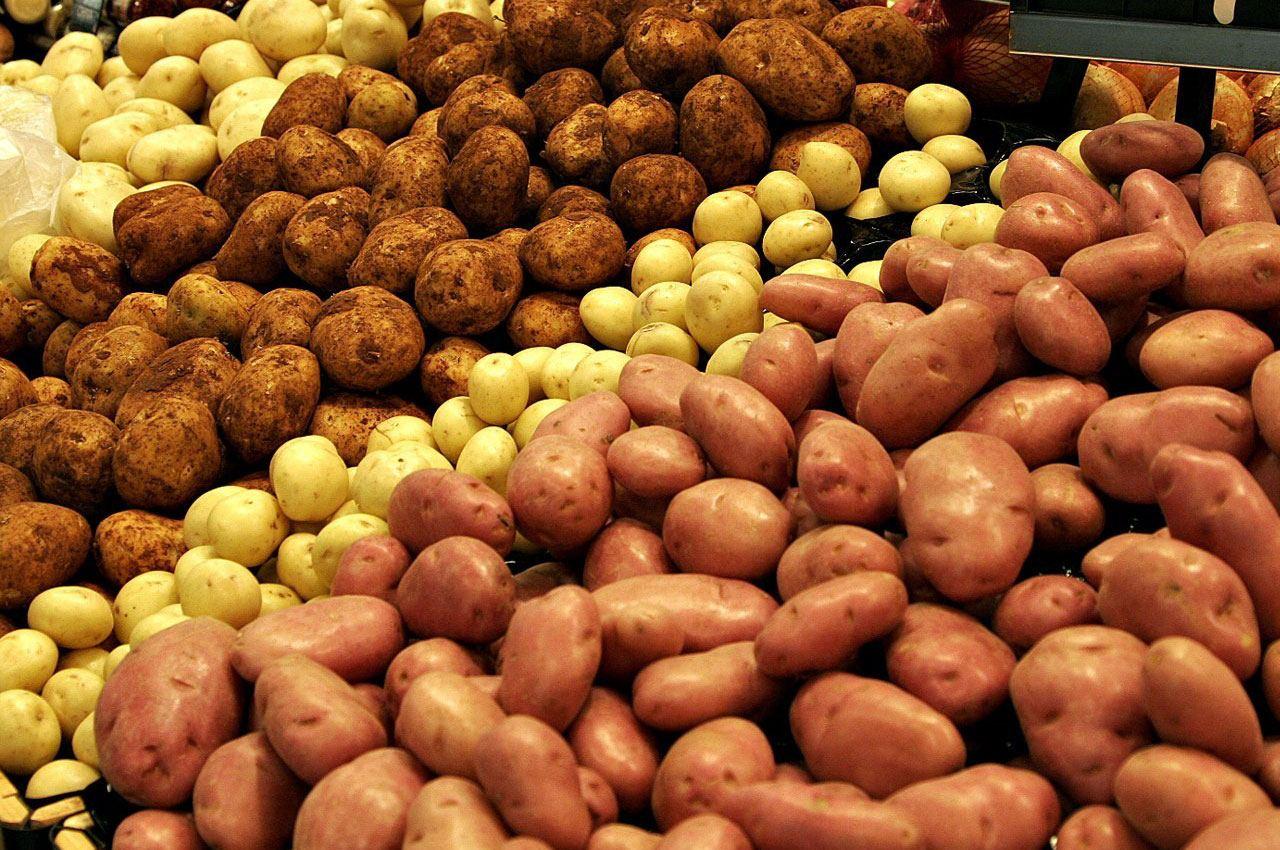 Azerbaijan implementing project to increase potato production jointly with FAO