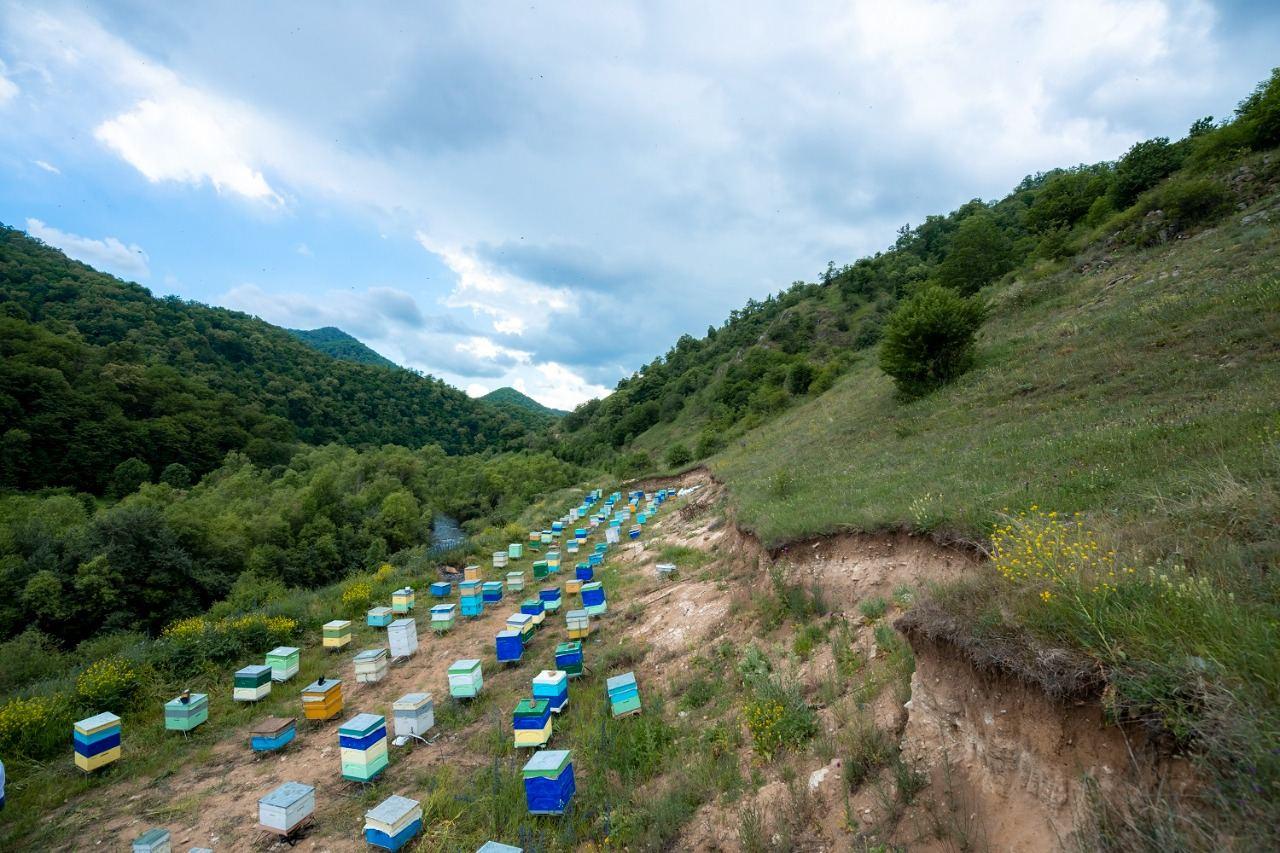 Thousands of beekeeping farms moving to Kalbajar [PHOTO] - Gallery Image