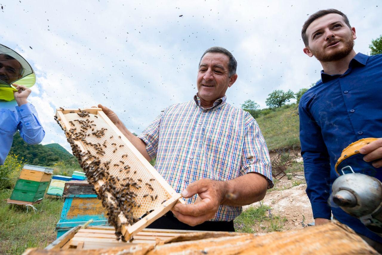Thousands of beekeeping farms moving to Kalbajar [PHOTO] - Gallery Image