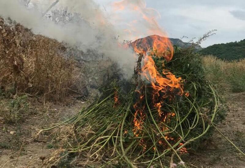 Police destroy 322 bushes of wild hemp in liberated Khojavand