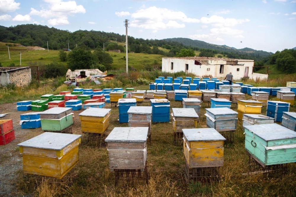 Azerbaijan transfers beekeeping farms to Lachin pastures after Kalbajar [PHOTO]