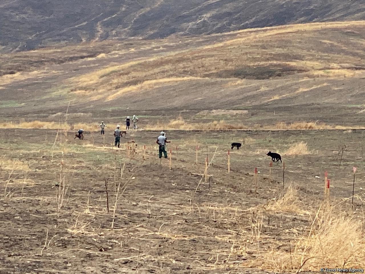 Mine clearance continues on Azerbaijan's liberated lands