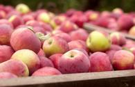 Russia allows apples imports from eight Azerbaijani enterprises