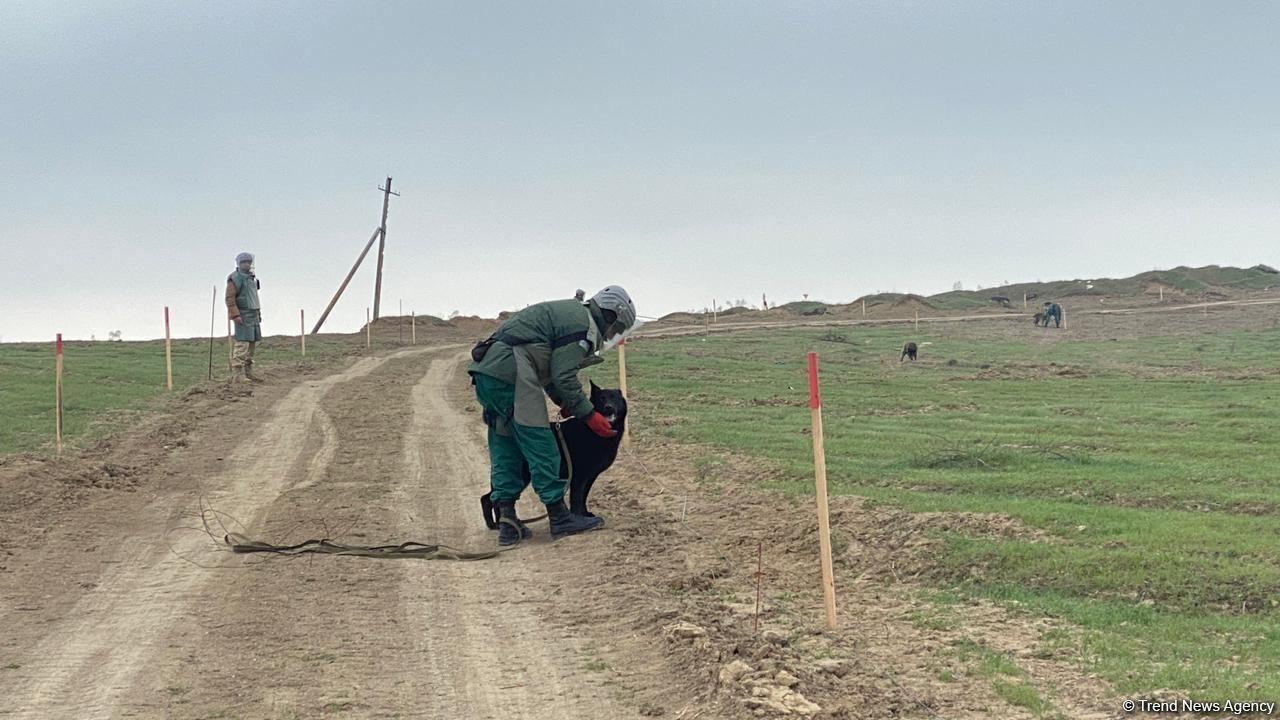 US Marshall Legacy Institute sends mine detection dogs to Azerbaijan