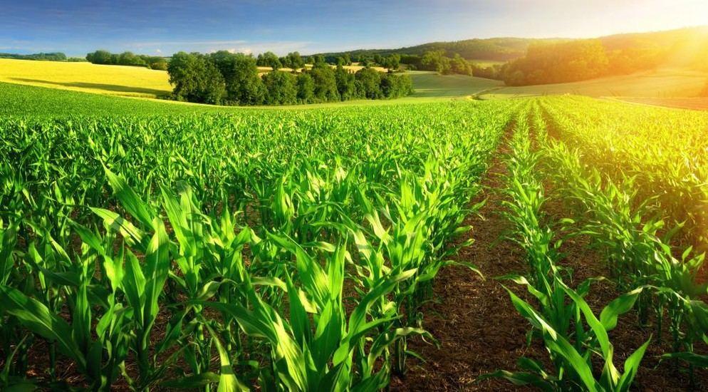 Azerbaijan discloses plan for strategic dev’t of agrarian sector on liberated lands