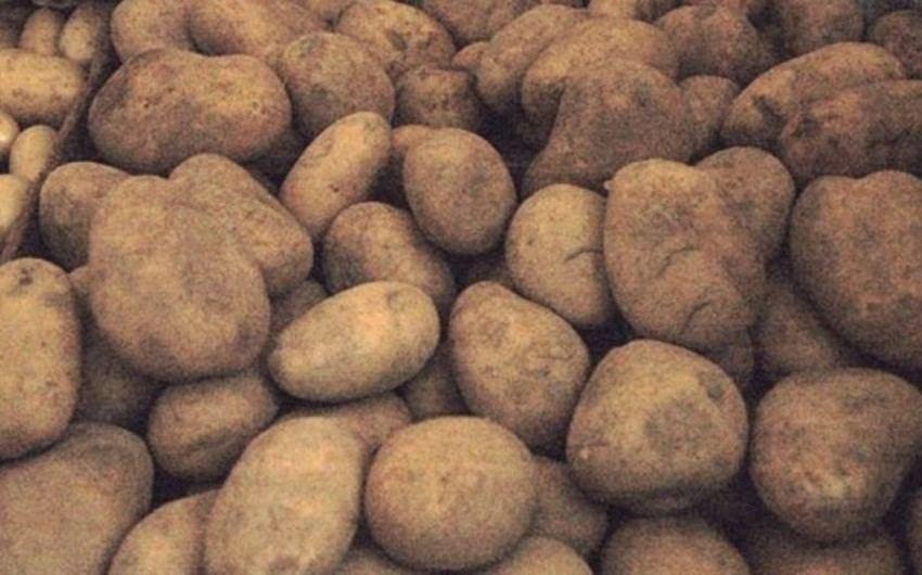 Azerbaijan detects quarantine pest in potatoes imported from Iran