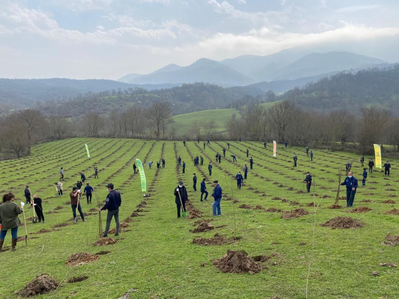 Azerbaijan plants 58,109 trees in Karabakh war martyrs' honor