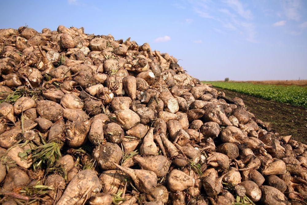 Azerbaijan harvesting sugar beet in liberated Fuzuli
