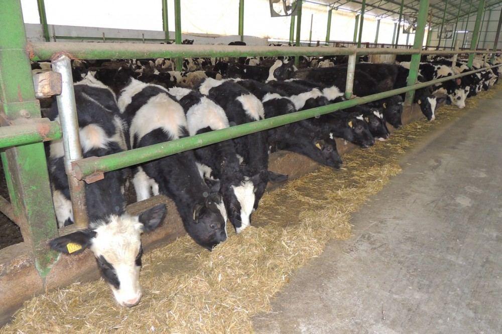 Monitoring for revealing cattle diseases continues in Azerbaijan