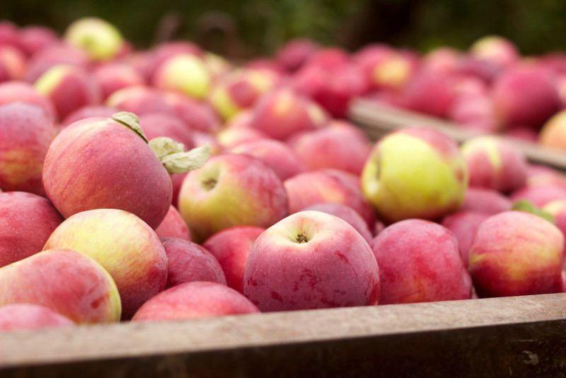 Azerbaijan eyes to more than double apples export to Russia – Food Safety Agency