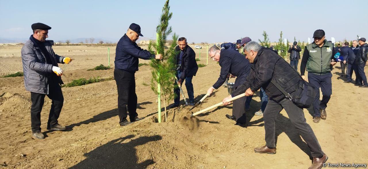 Tree planting held in Azerbaijan’s liberated Aghdam [PHOTO]