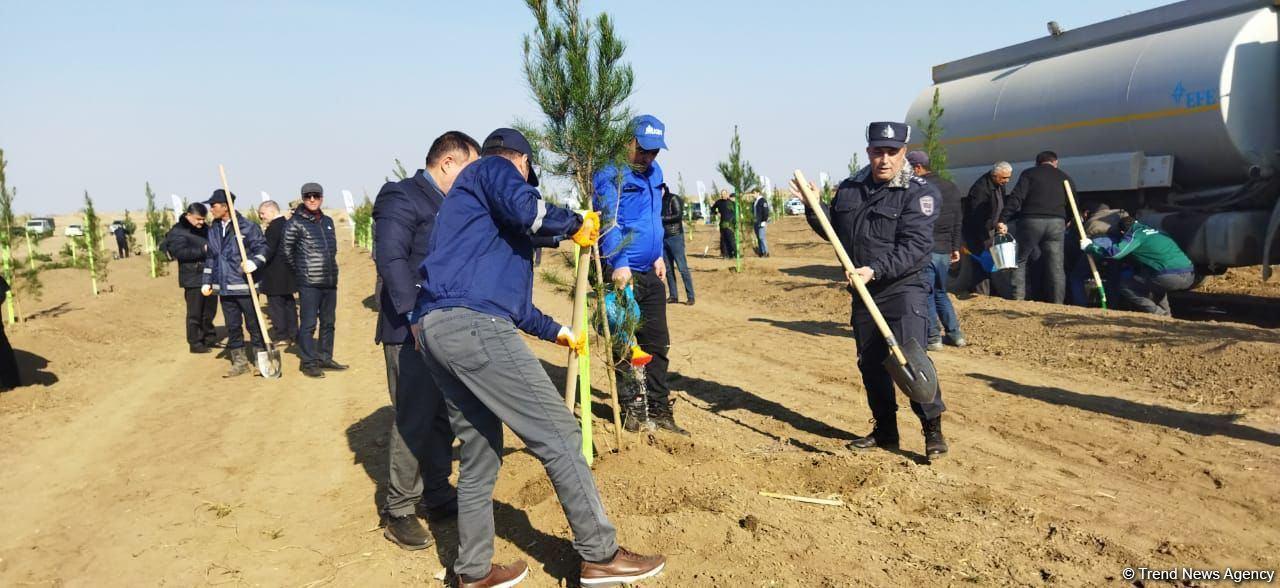 Tree planting held in Azerbaijan’s liberated Aghdam [PHOTO] - Gallery Image