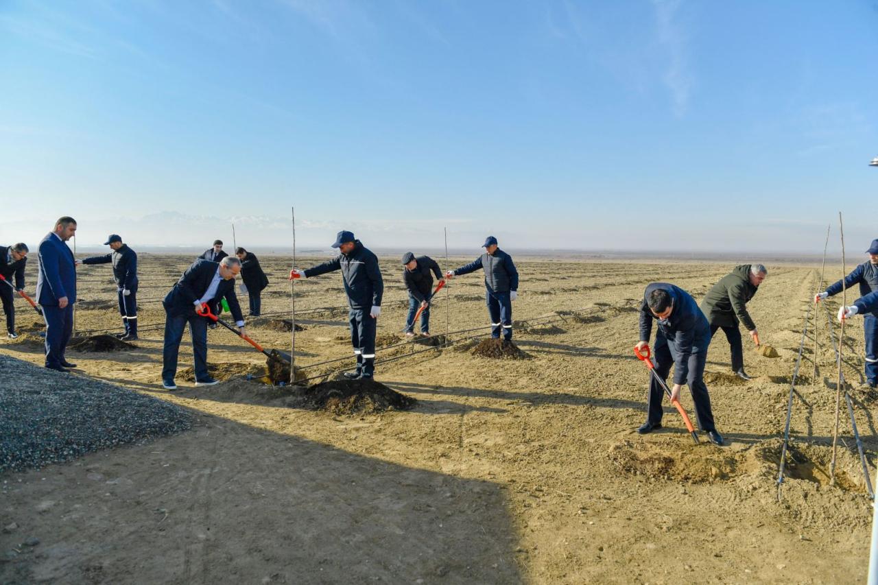 Azerbaijan discloses project cost of agropark in Yevlakh [PHOTO] - Gallery Image
