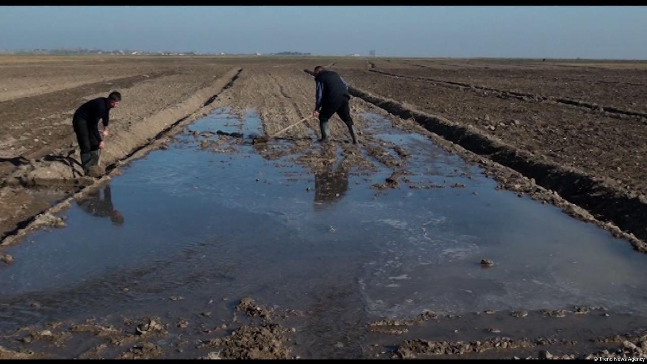 Several wheat varieties sown in Azerbaijan's liberated lands [PHOTO[