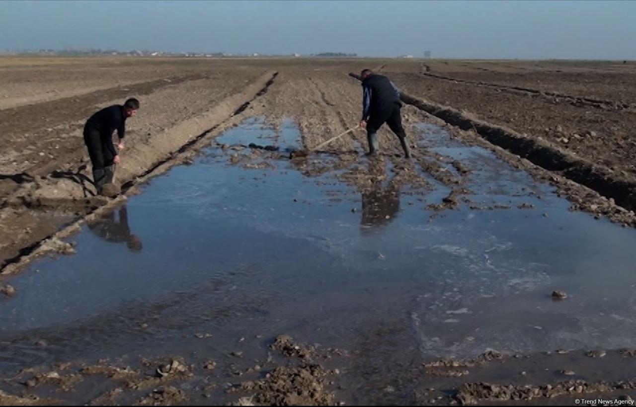 Several wheat varieties sown in Azerbaijan's liberated lands [PHOTO[ - Gallery Image