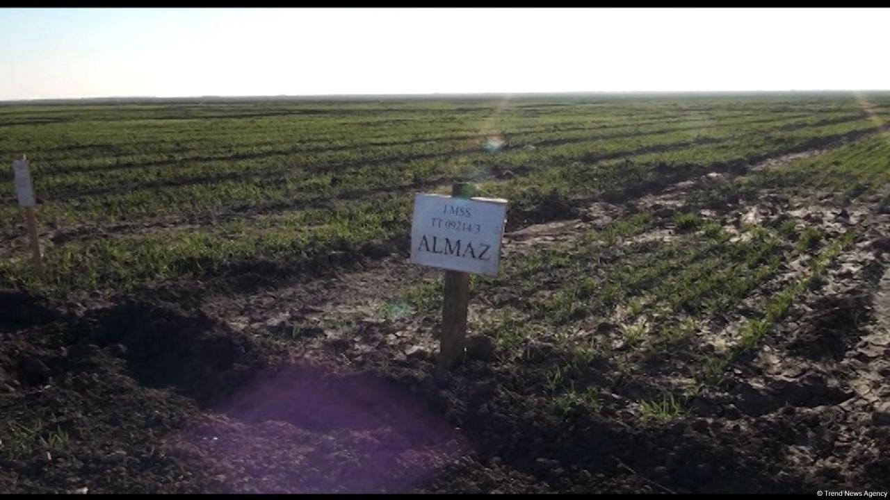 Several wheat varieties sown in Azerbaijan's liberated lands [PHOTO[ - Gallery Image