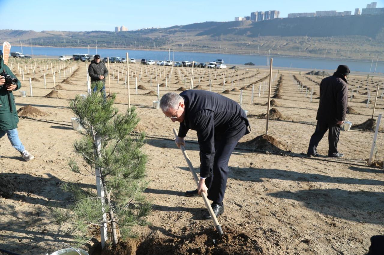 Baku holds tree planting campaign dedicated to birthday anniversary of President Ilham Aliyev [PHOTO]