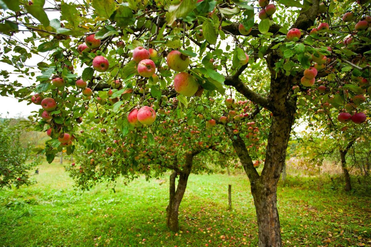 Preferential insurance of orchards starts in Azerbaijan