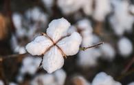 Azerbaijan discloses districts with highest cotton yield