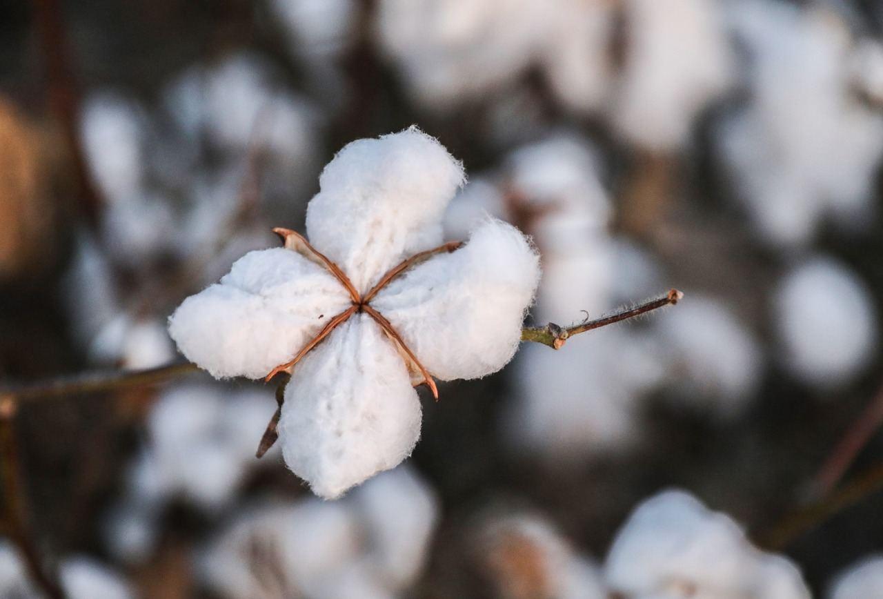 Azerbaijan discloses districts with highest cotton yield