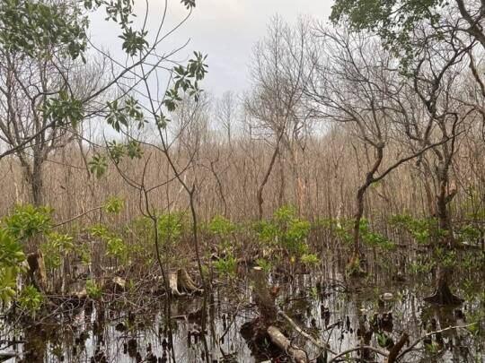 Mystery of Maldives’ dying mangroves and India’s role in quest to save them