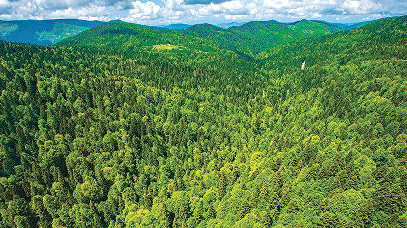 Turkey leads Europe in terms of afforestation