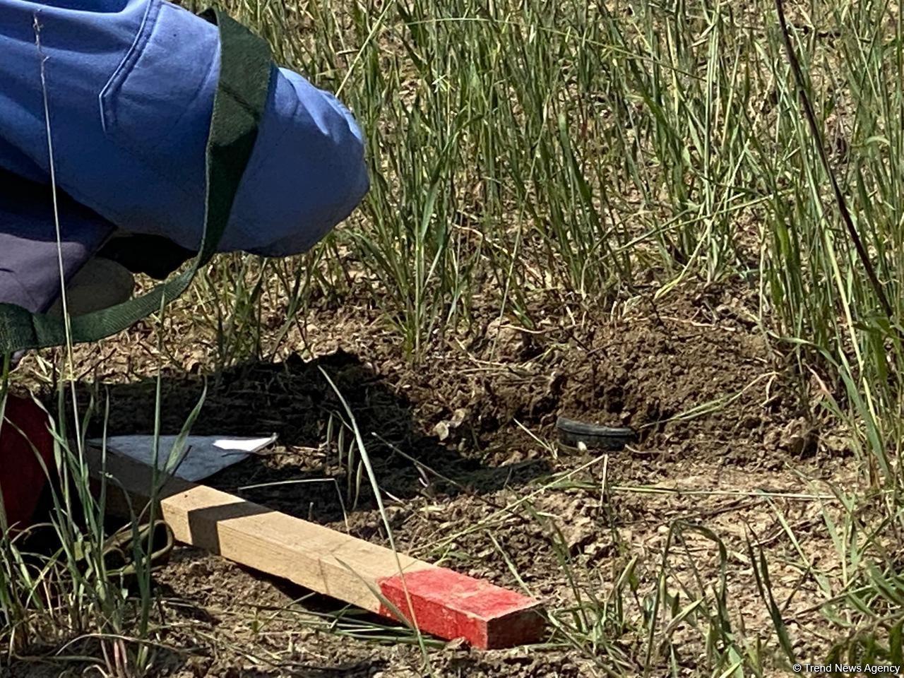 Some 77 mines, munitions defused in liberated areas