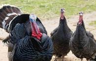 Azerbaijan imports turkey meat from Russia’s Bashkortostan