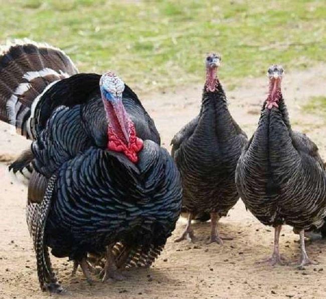 Azerbaijan imports turkey meat from Russia’s Bashkortostan