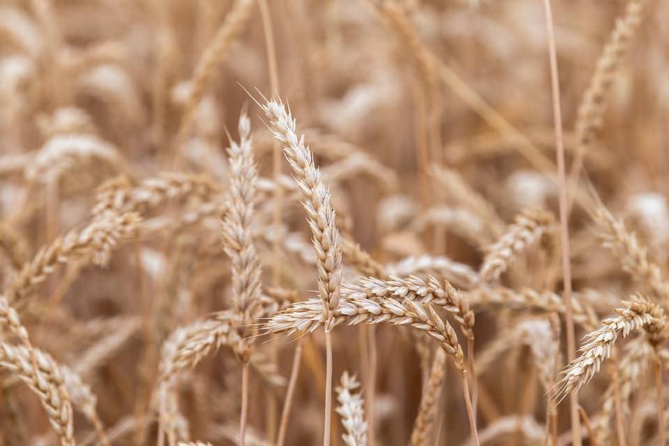 Azerbaijan limits export of grain crops