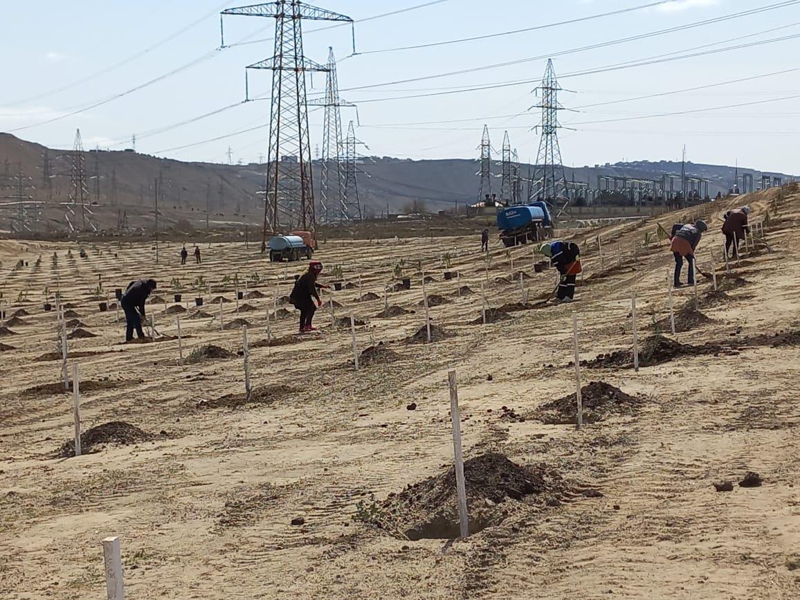 Azerbaijan continues creating green corridors - deputy minister [PHOTO]