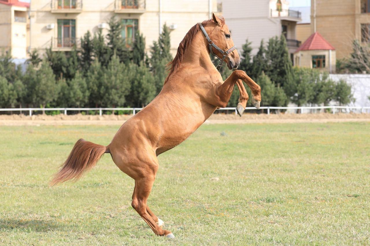 Preparations ongoing for first auction for sale of Karabakh horses in Azerbaijan [PHOTO]
