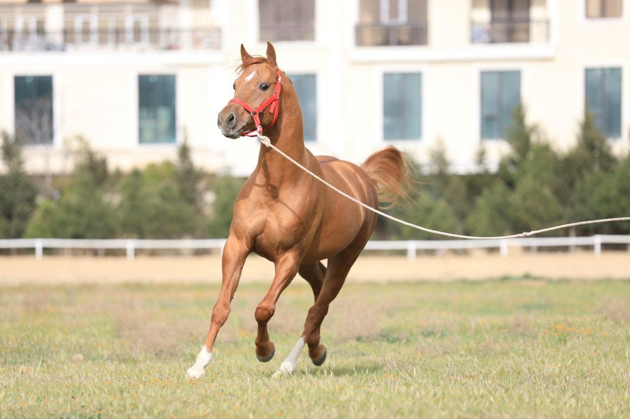 Azerbaijan to start building of Karabakh horse farm in Aghdam