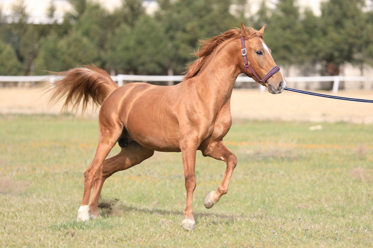 Azerbaijan to auction Karabakh horses on permanent basis - ministry