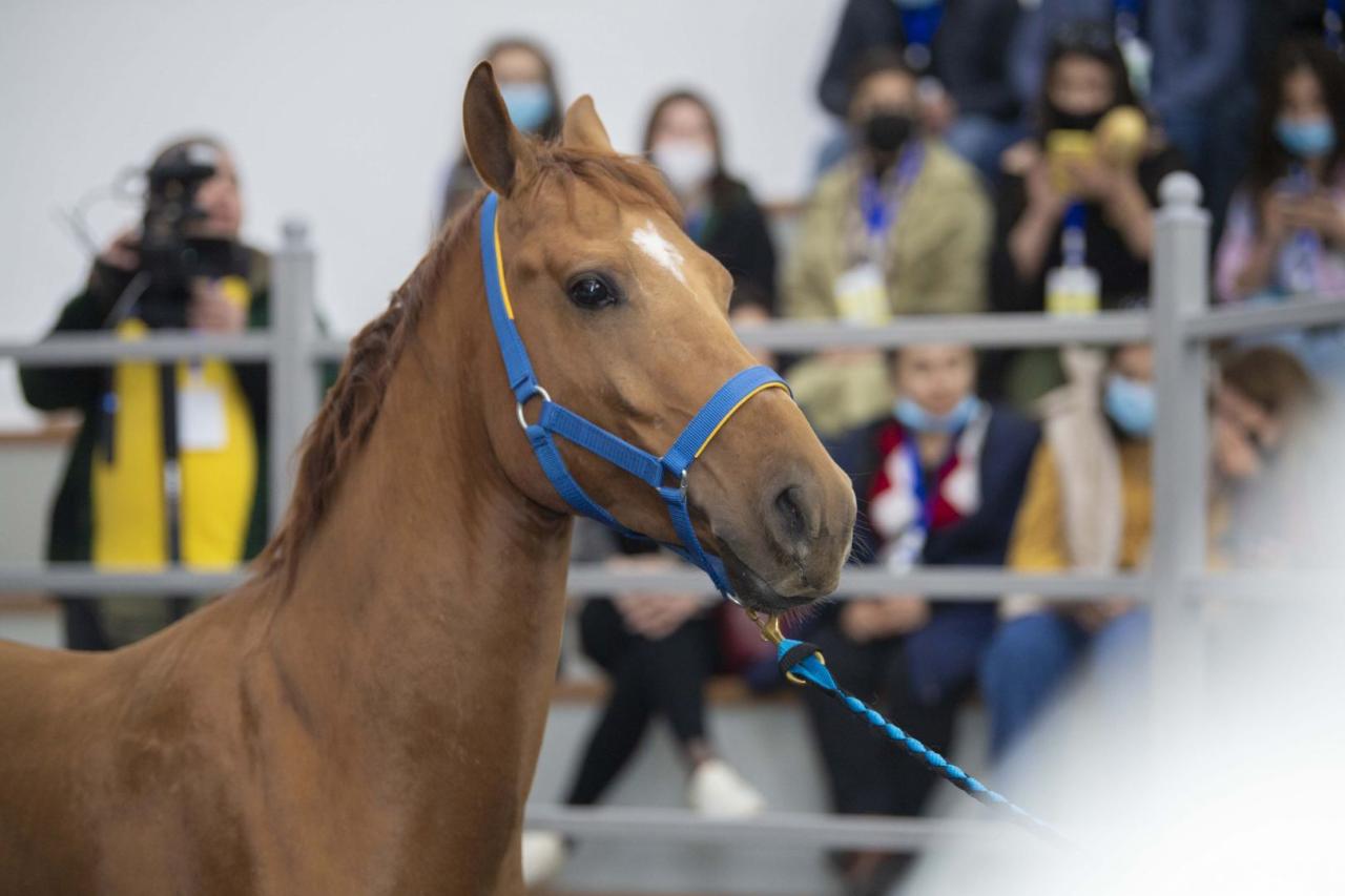 Azerbaijan auctions off Karabakh horses for first time