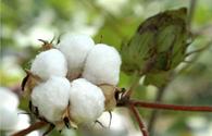 Azerbaijan starts seed trials of new cotton varieties in number of regions