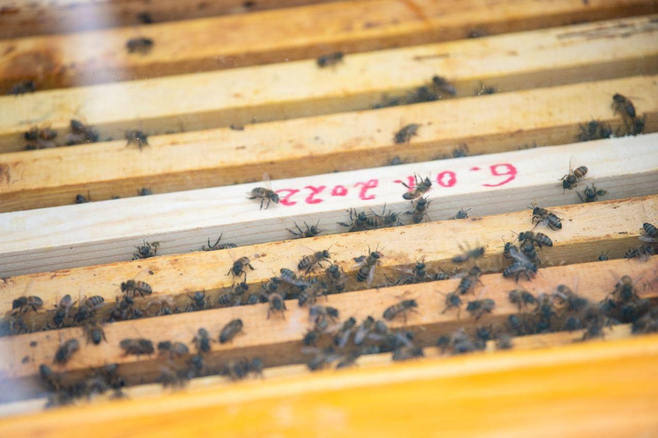 Azerbaijan names number of bee colonies to be transferred to liberated Kalbajar [PHOTO] - Gallery Image