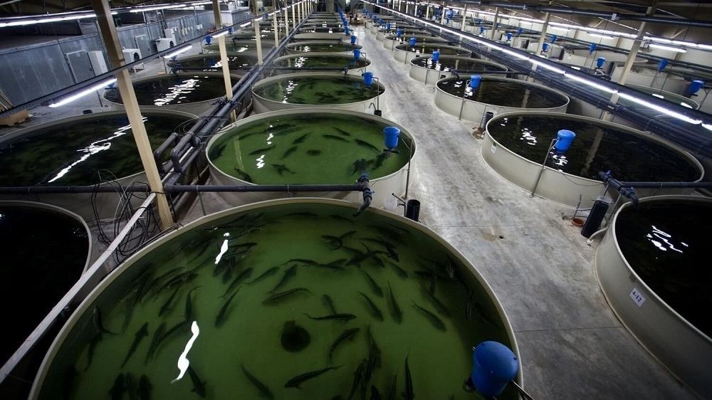 Azerbaijan plans to start fish hatcheries in liberated territories