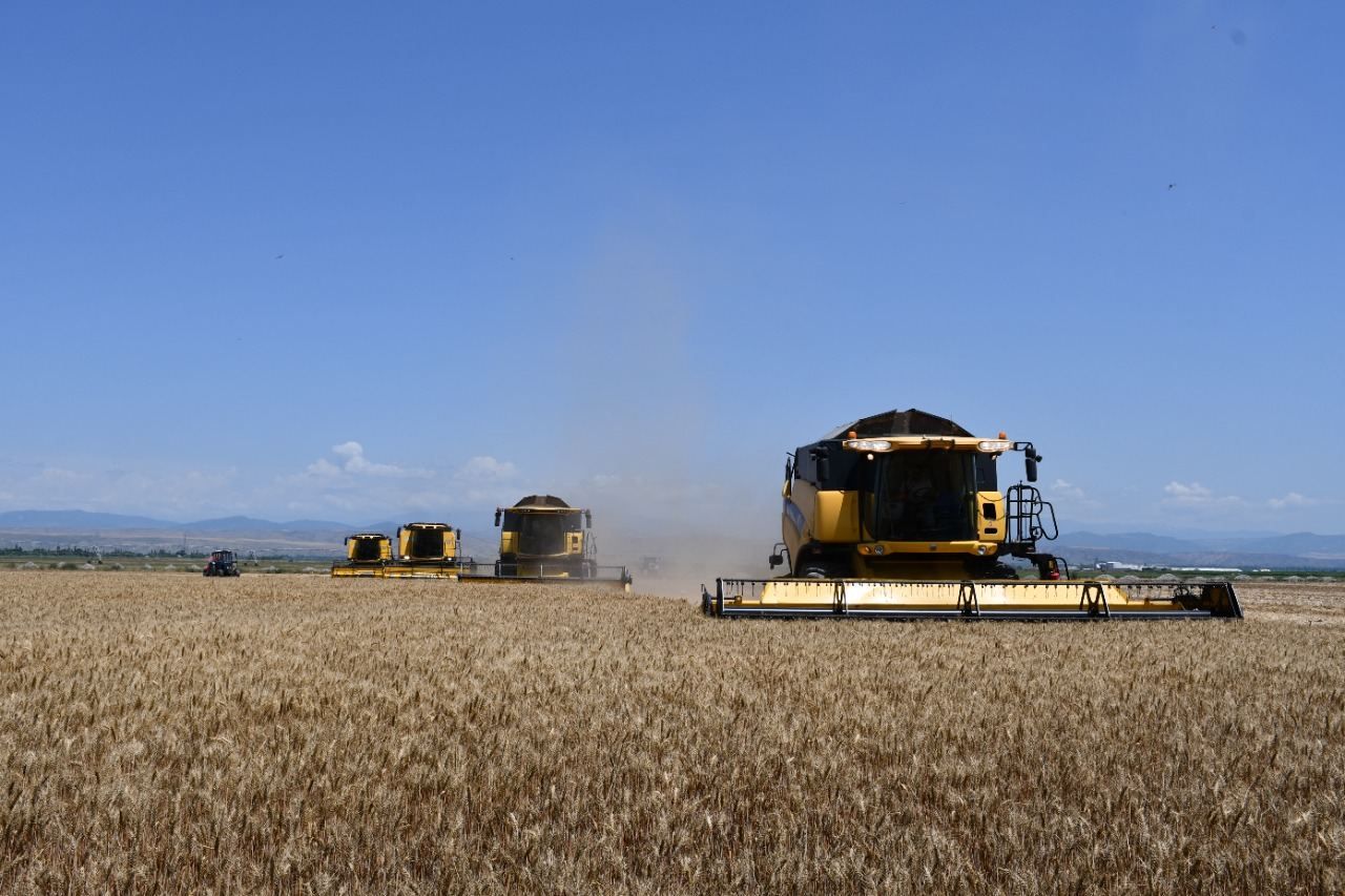 Azerbaijan completes grain harvesting on almost half of sown area