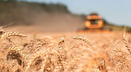 Azerbaijan’s wheat imports surge in January compared with previous years