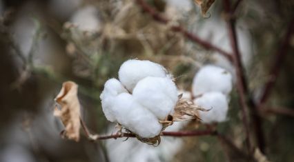 Azerbaijan's cotton fiber exports rise 35.3% in January-May despite lower prices
