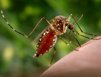 Cubans face spread of dengue amid rainy season