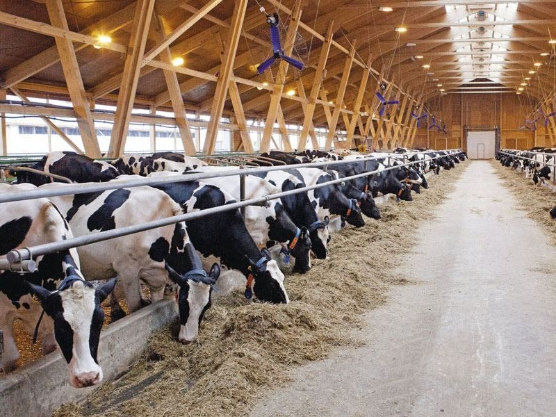 Uzbekistan increases livestock production