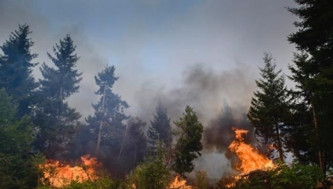 Wildfire breaks out in Azerbaijan’s Shabran District