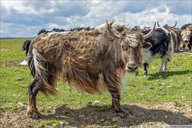 Azerbaijan to import yaks from Kyrgyzstan for breeding in liberated Karabakh