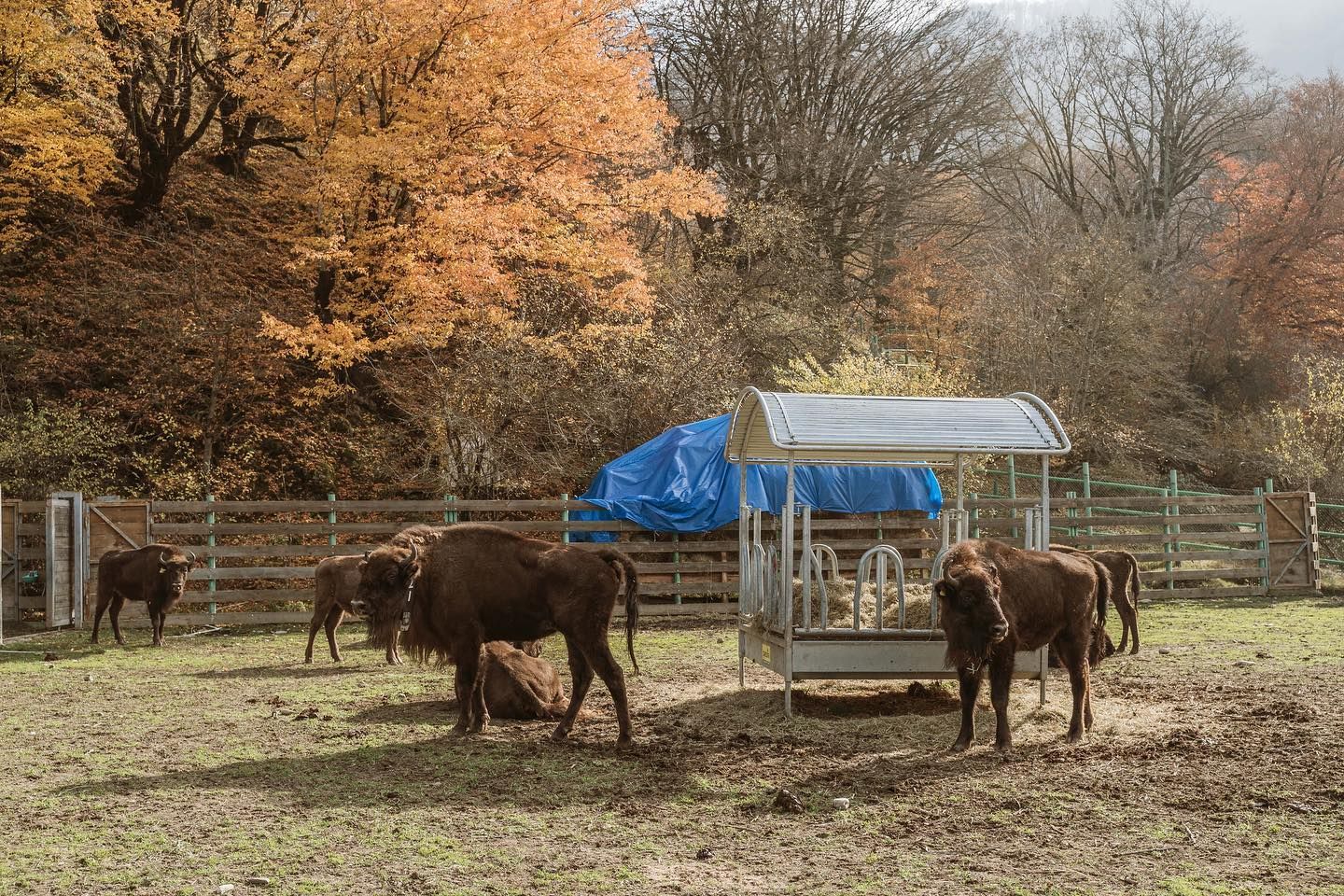 More bisons brought to Azerbaijan [PHOTO]