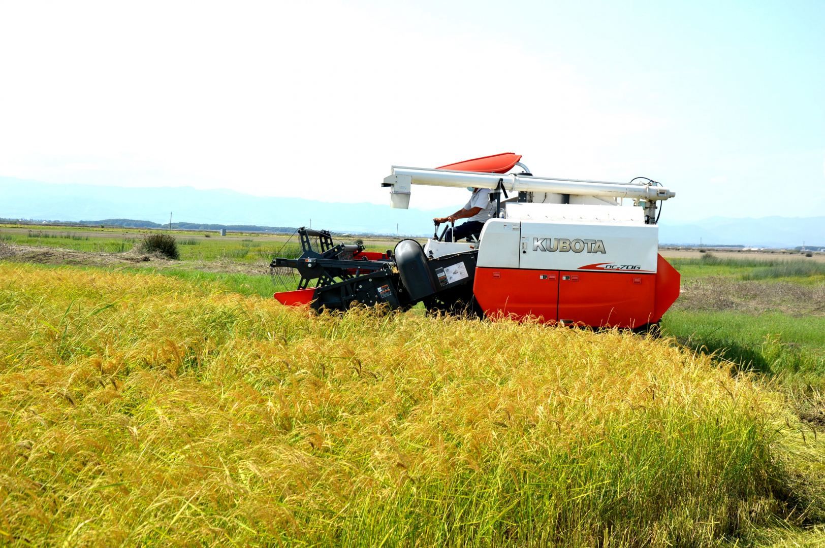 Azerbaijan sees growth in rice cultivation