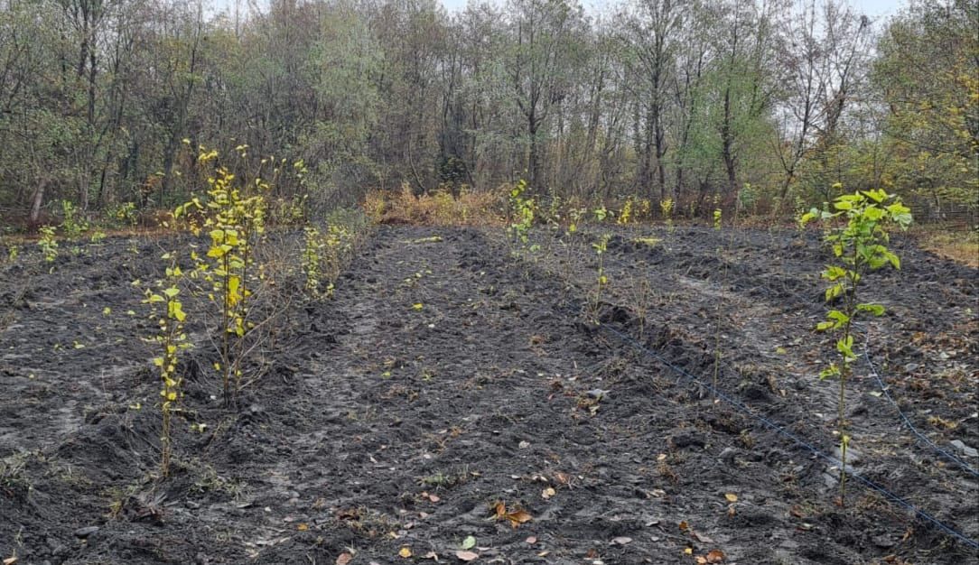 Azerbaijan starts establishing forest parks in liberated lands