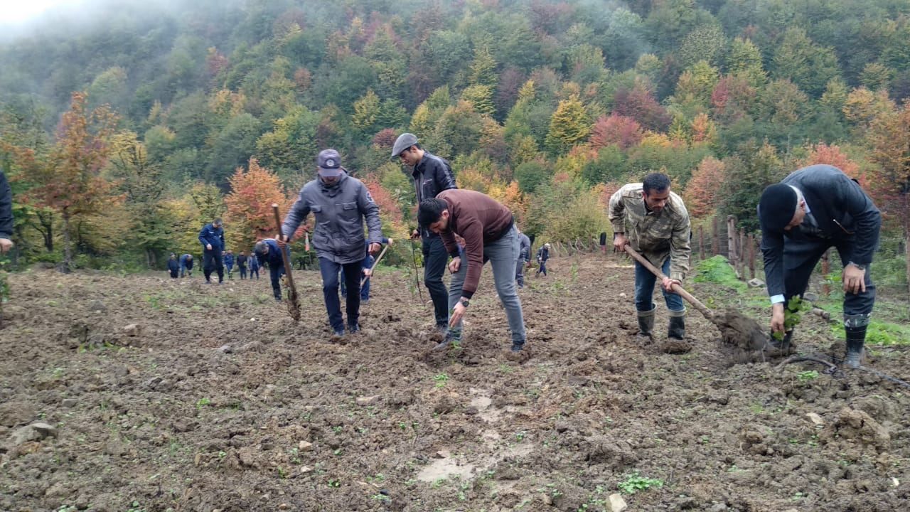 Azerbaijan continues reforestation activities